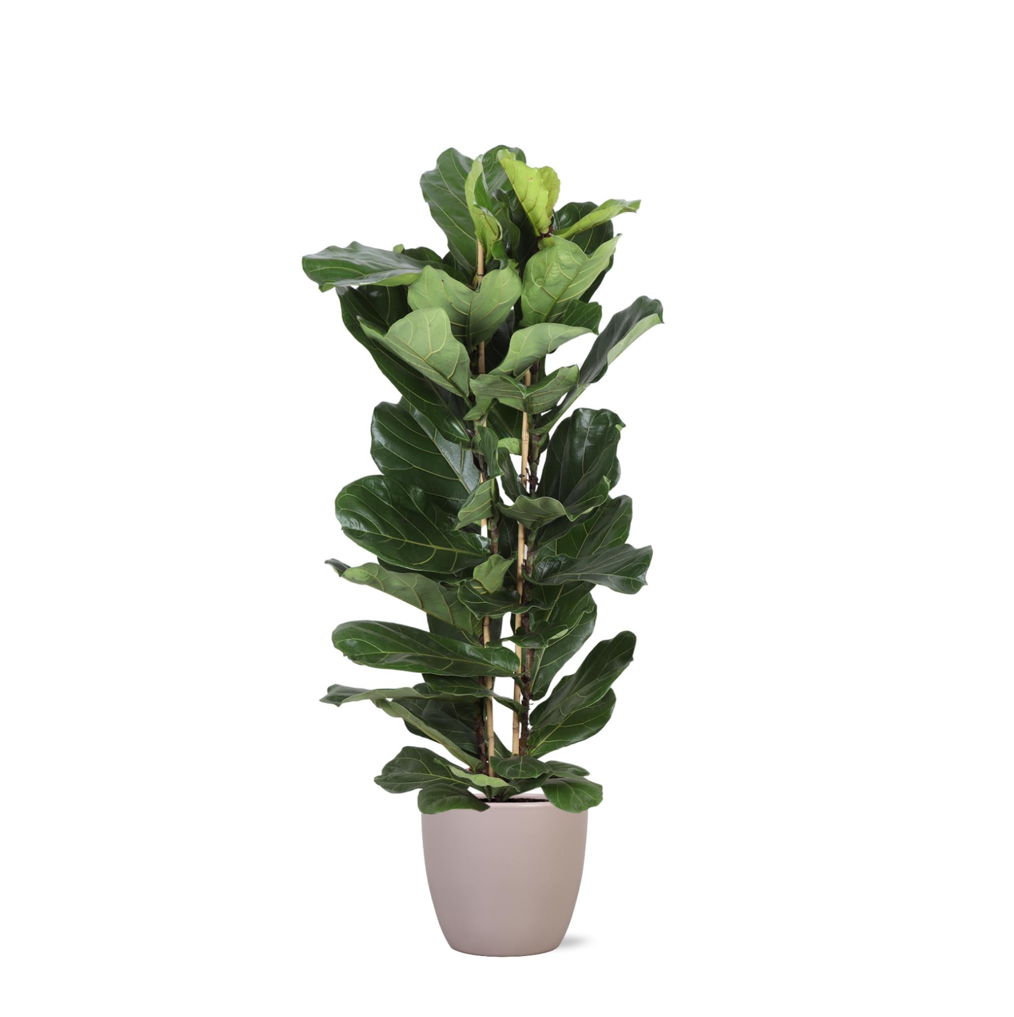 Ficus Lyrata Ø27cm ↕140cm in Boule Taupe Topf