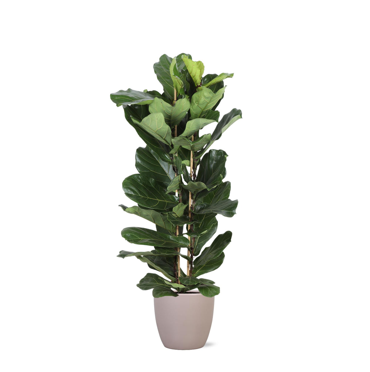 Ficus Lyrata Ø27cm ↕140cm in Boule Taupe Topf