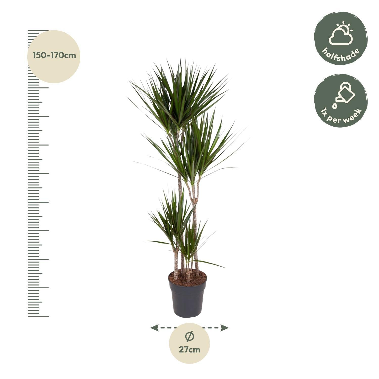 Dracaena Marginata - 160 cm - ø27