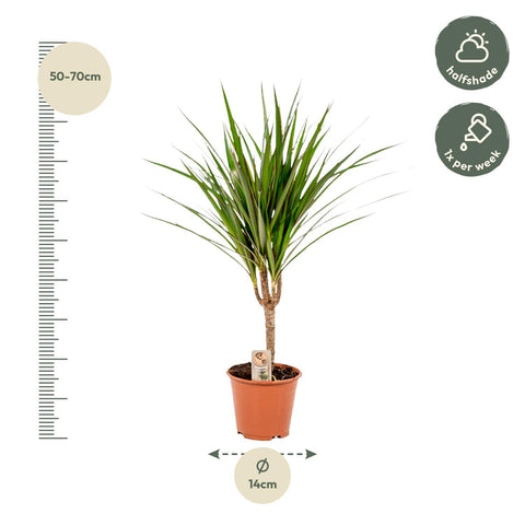 Dracaena Marginata - Ø14cm - ↕60cm