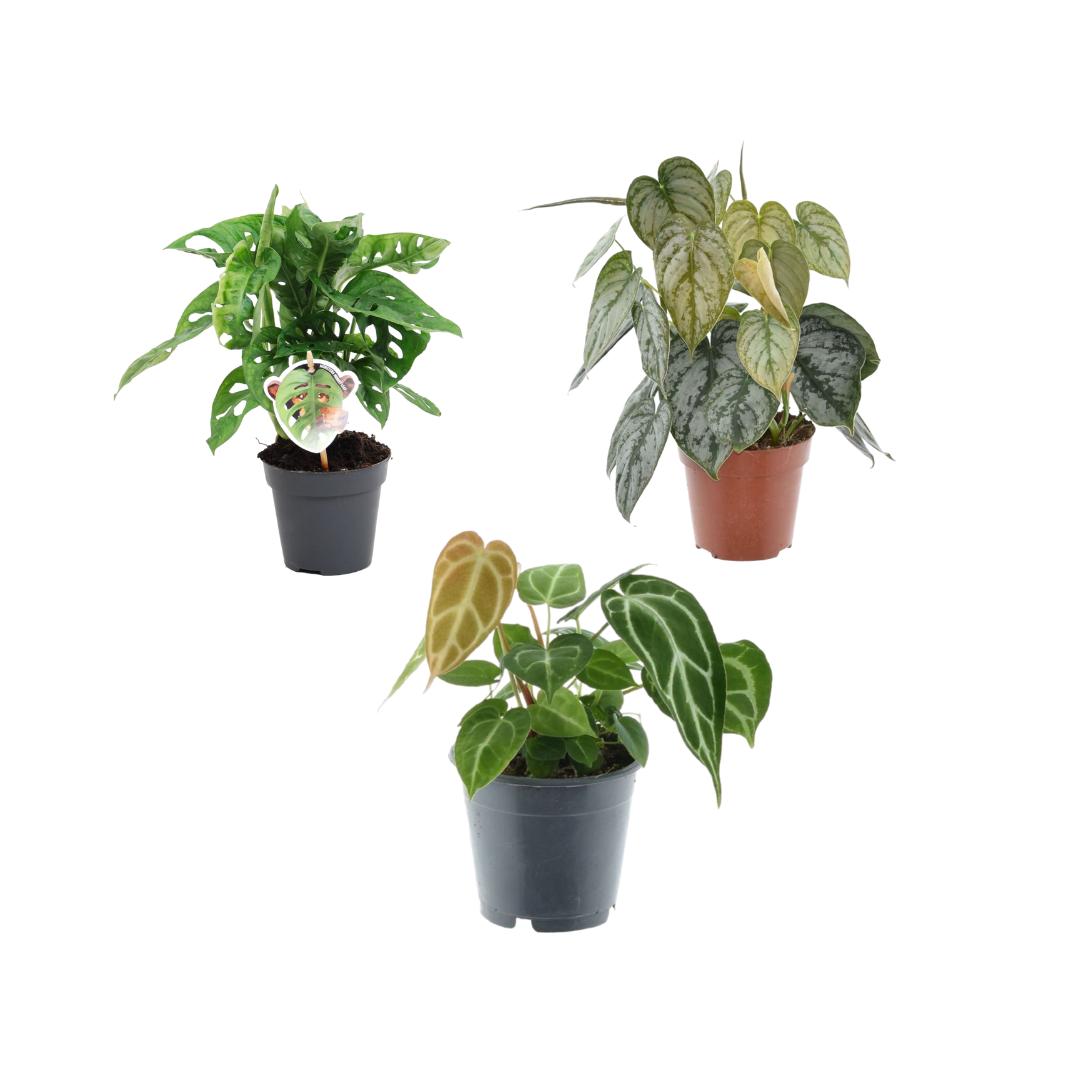 Grüne Mischung 3 Pflanzen - Monstera obliqua 'Monkey Leaf' - 25 cm - Ø12 - Philodendron Brandtianum - 35 cm - Ø12 - Anthurium Chrystallium - 35 cm - Ø12