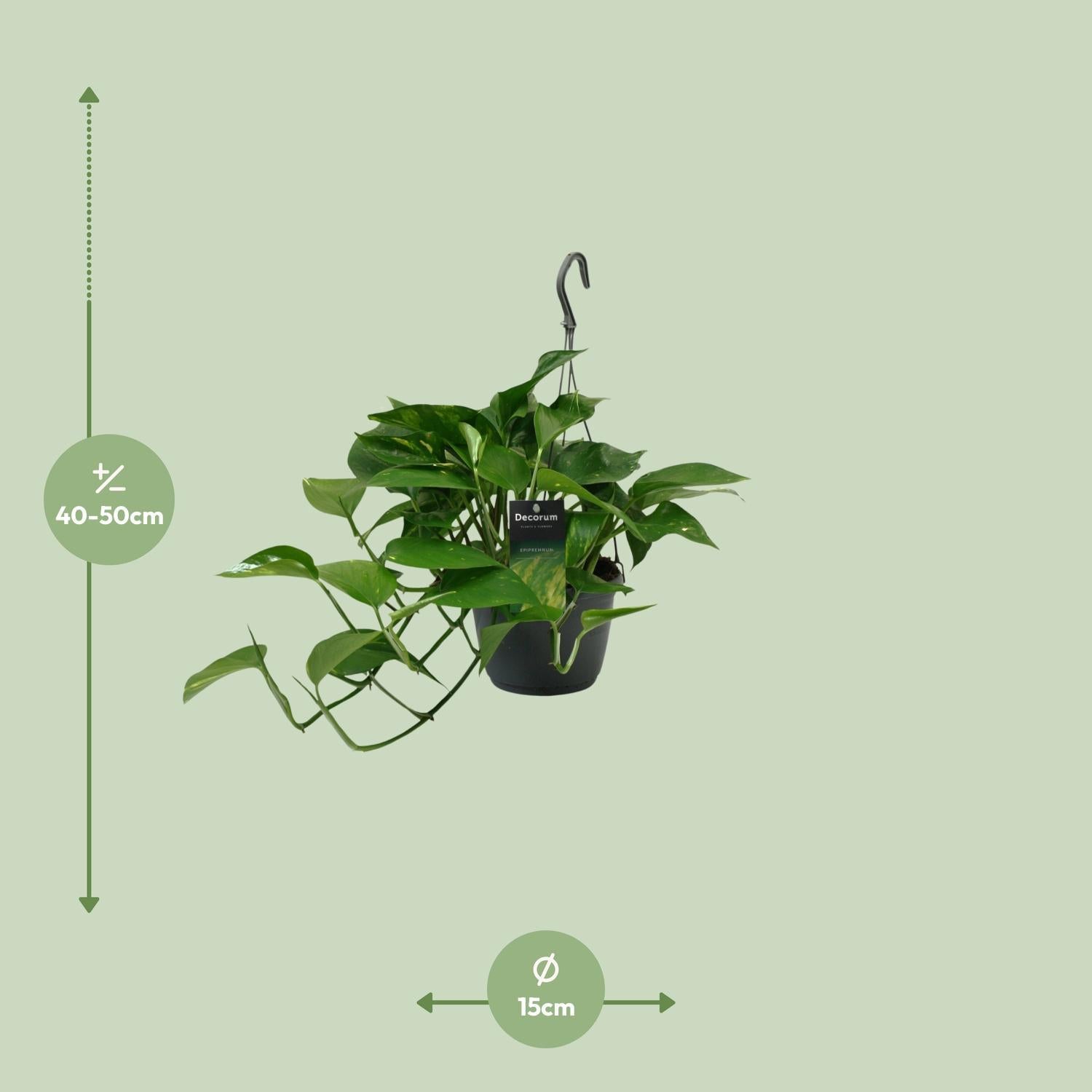 Scindapsus (Epipremnum) - Ø15cm - ↕45cm