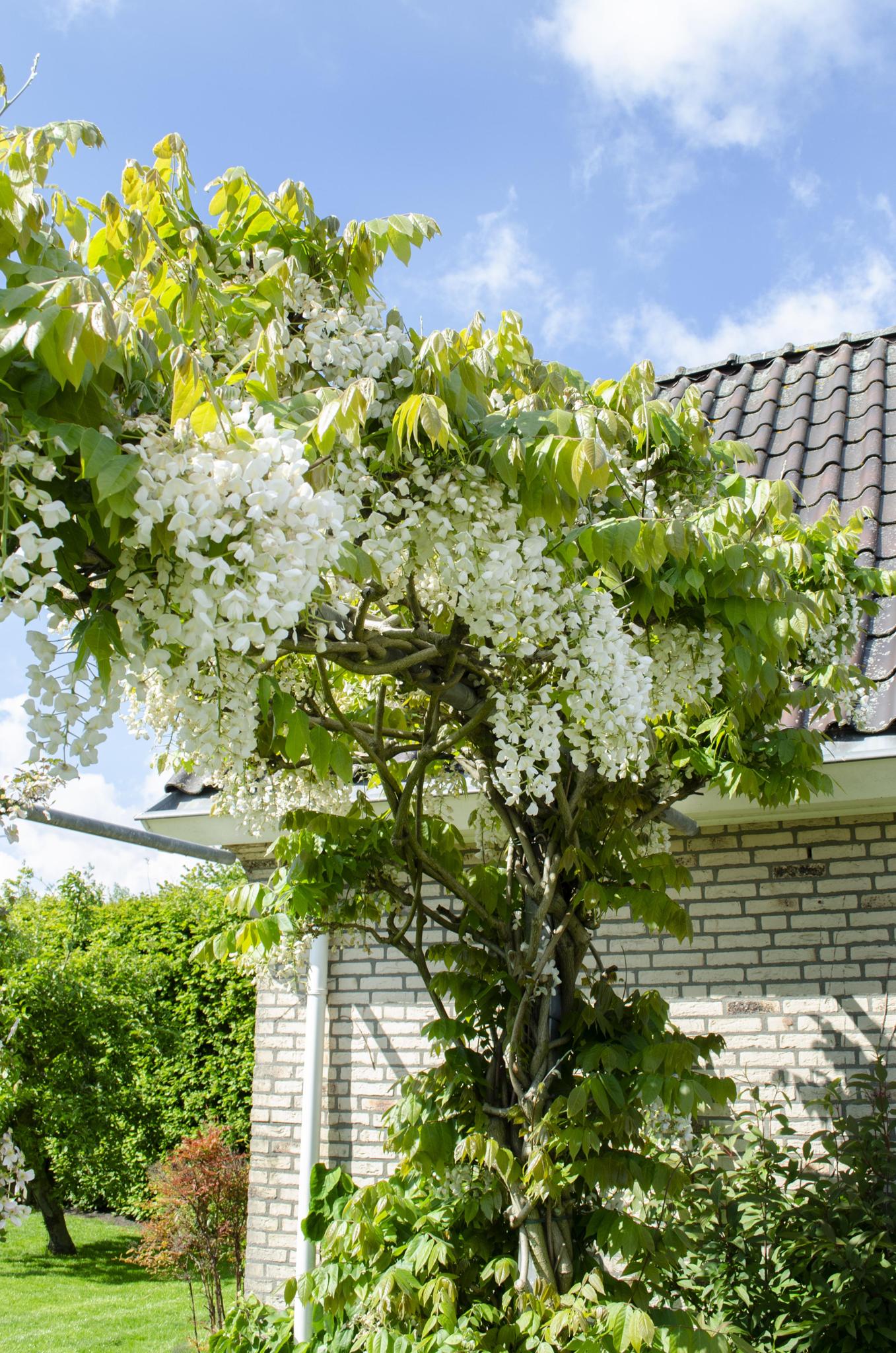 Wisteria floribunda 'Longissima Alba' - Weißer Regen