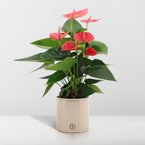 Anthurium Andreanum Sweet Dream inkl. PURE Zink - 45cm - Ø12