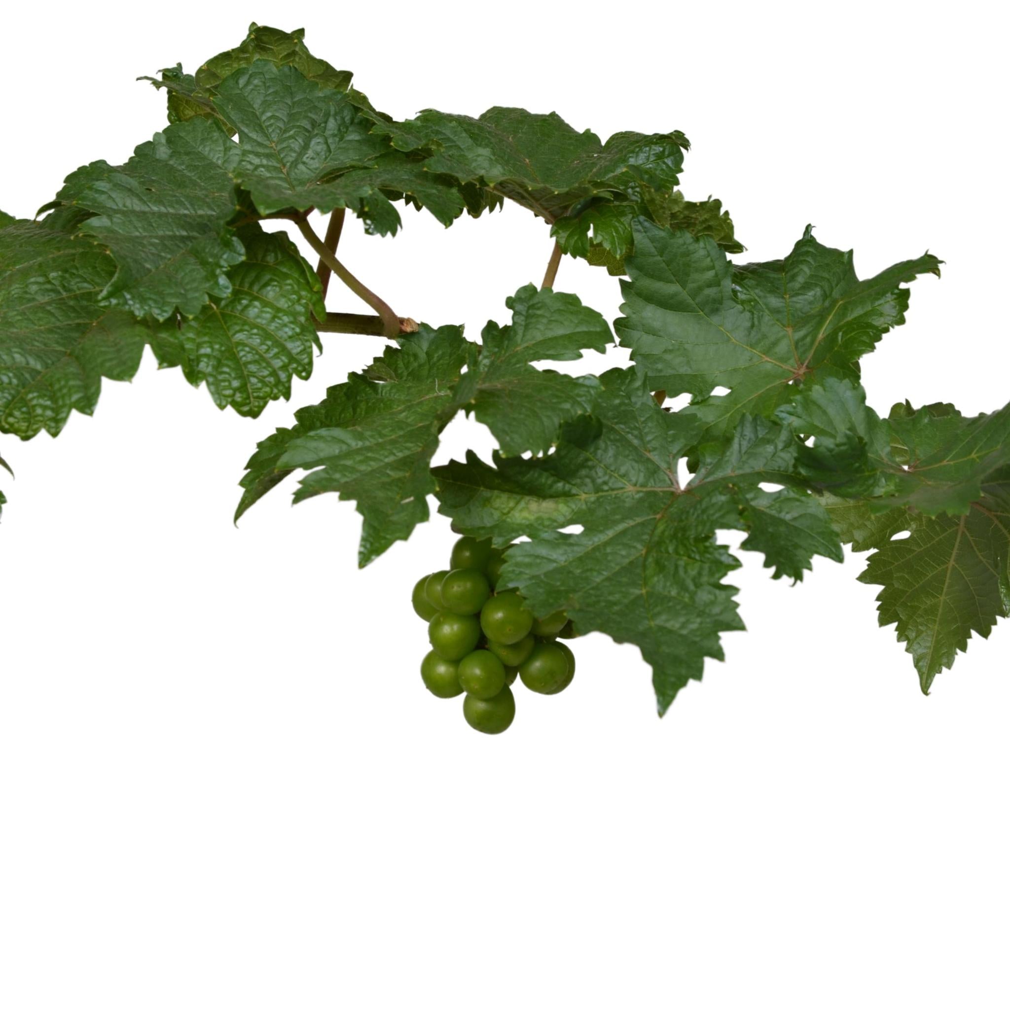 3x - Vitis Pixie 'Pinot Noir' - ↨30cm - Ø14