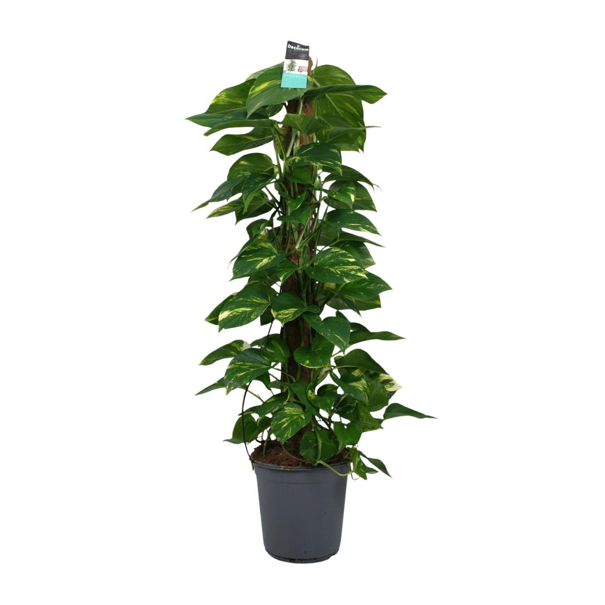 Scindapsus (Epipremnum) - Ø24cm - ↕120cm