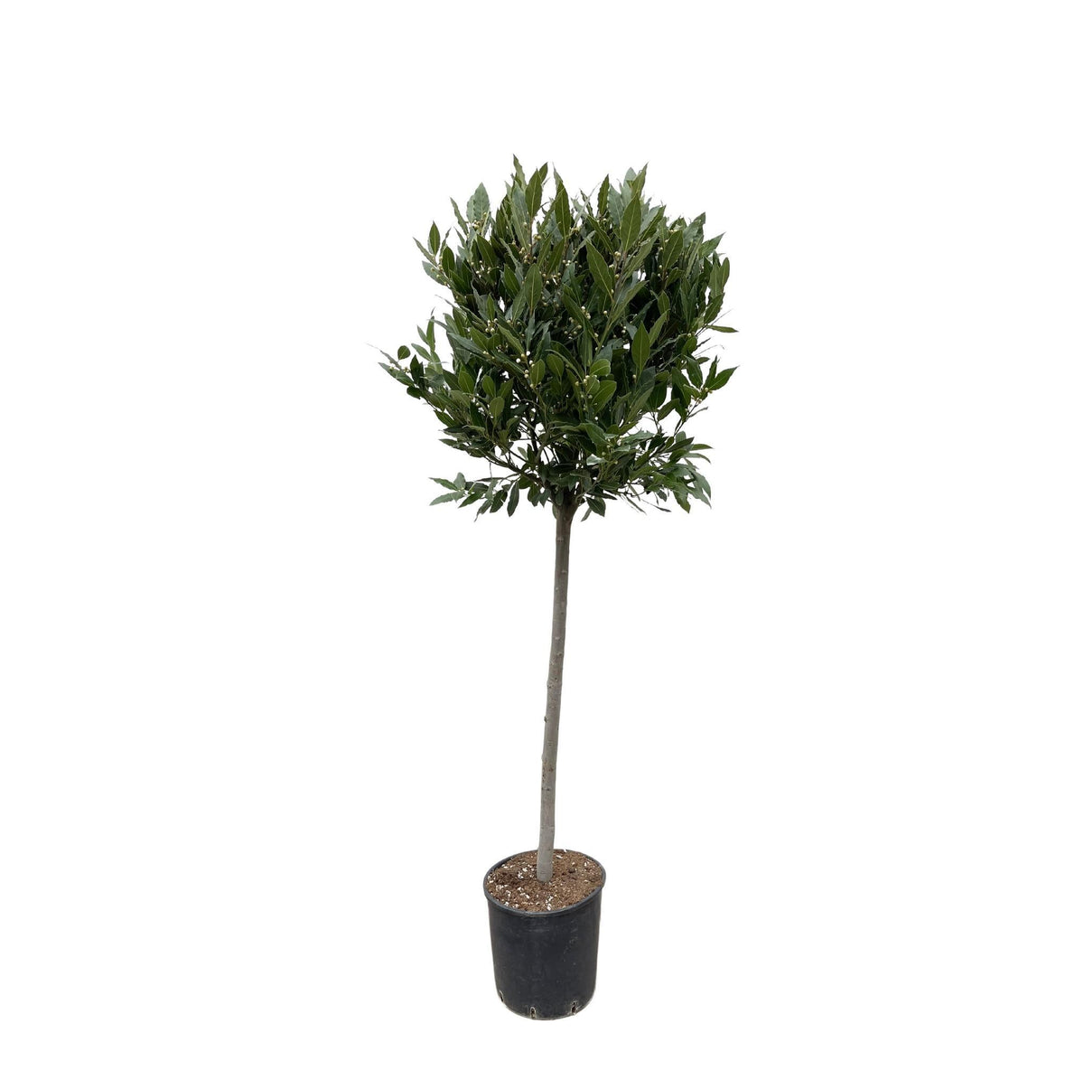 Laurus Nobilis Stamm - 180 cm - ø40