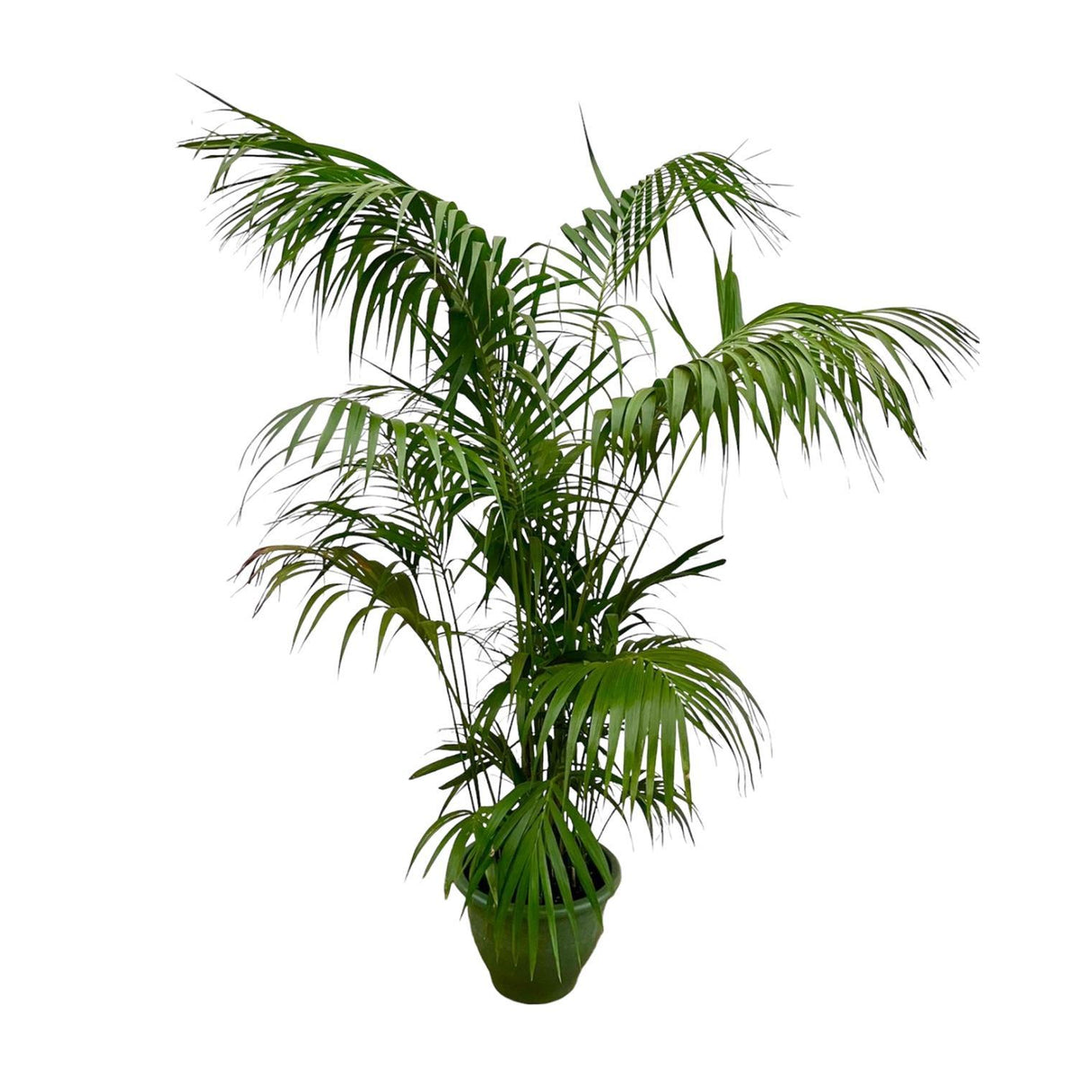 Kentia Palme XXL - 260cm - ø35