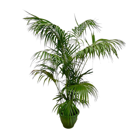 Kentia Palme XXL - 260cm - ø35