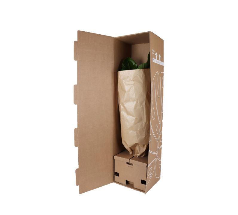 Ficus Elastica Robusta - Ø21cm - ↕90cm in Vibes Weiß Topf