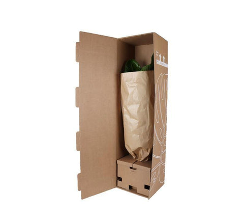 Ficus Elastica Robusta - Ø21cm - ↕90cm in Vibes Weiß Topf