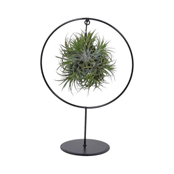 Tillandsia Ring Mix (Medium) - Ø17cm - ↕30cm