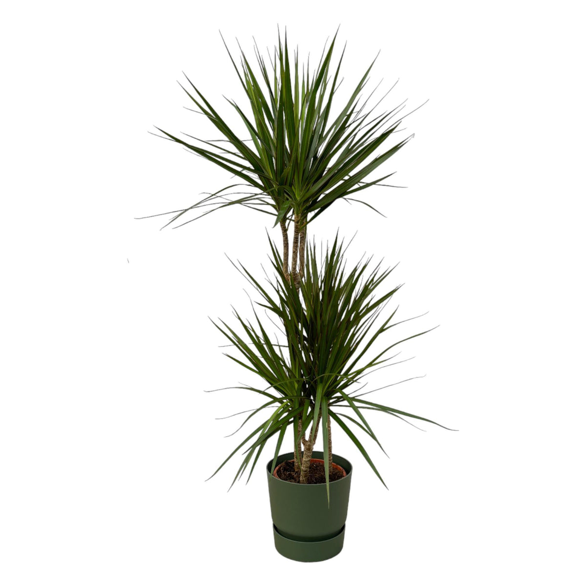 Dracaena Marginata - ↨120cm - Ø21cm inklusive Elho Greenville Rund Grün D24xH23