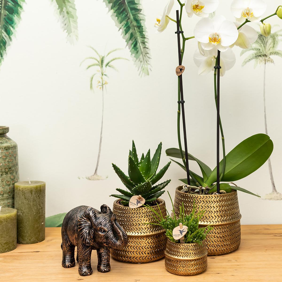 Kolibri Company - Pflanzenset Groove gold | Set mit weißer Phalaenopsis Orchidee Amabilis Ø9cm und grüner Sukkulente Aloe Brevifolia Ø6cm | inkl. goldenen Keramik-Ziertöpfen