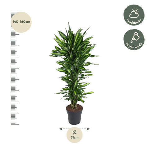 Dracaena Cintho verzweigt - 150 cm - ø31