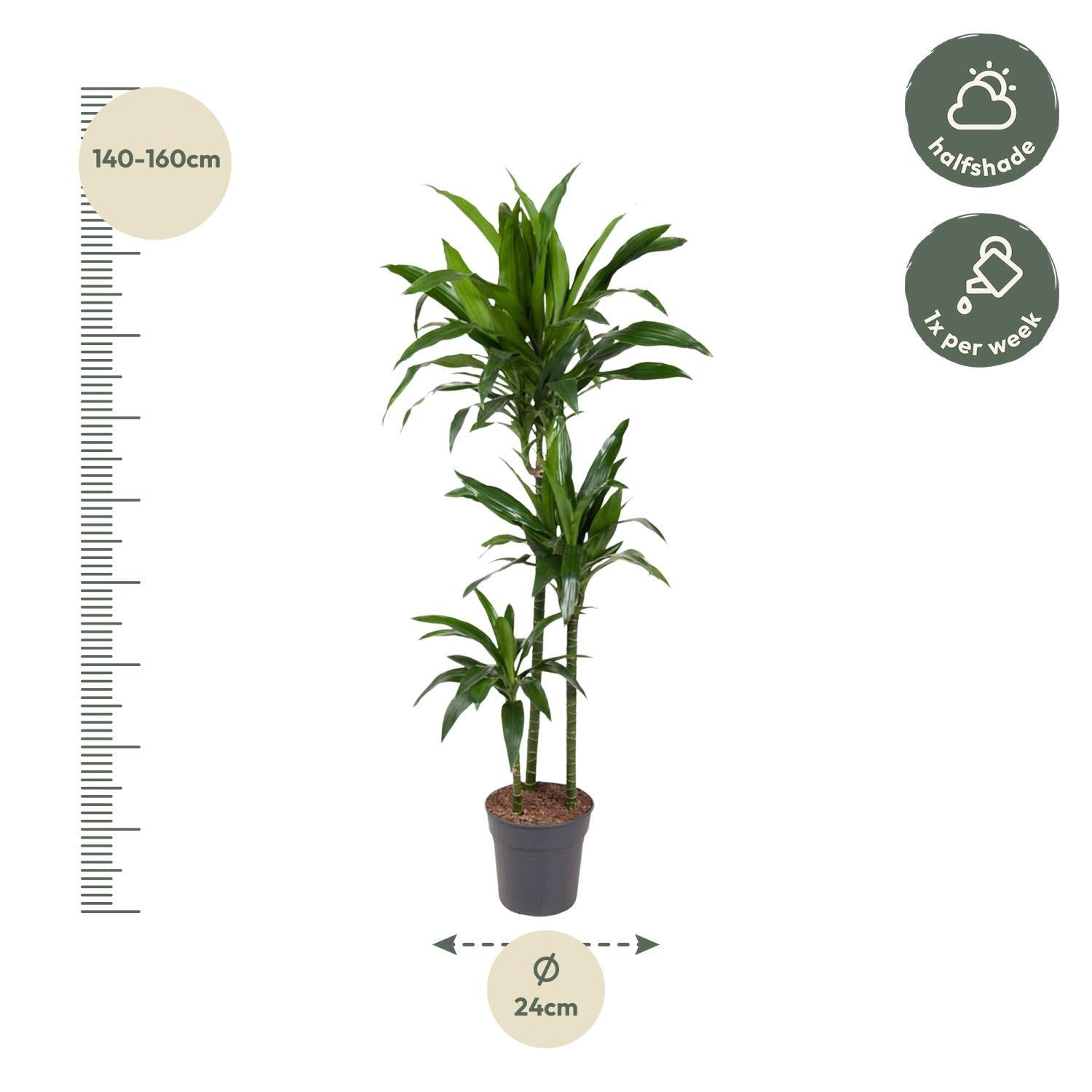 Dracaena Janet Craig - 150 cm - ø24