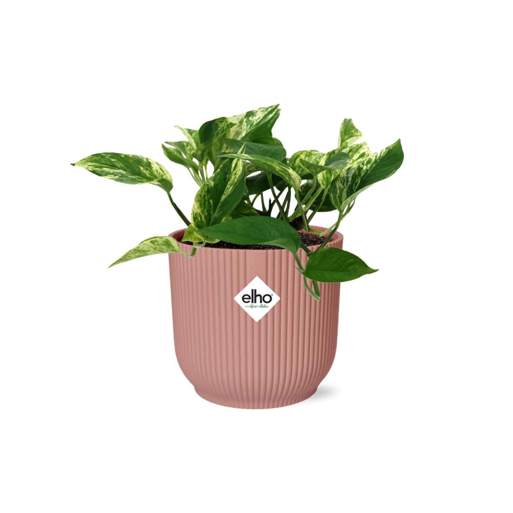 Scindapsus (Epipremnum) Marble Queen in elho Vibes Fold 14cm Rosa