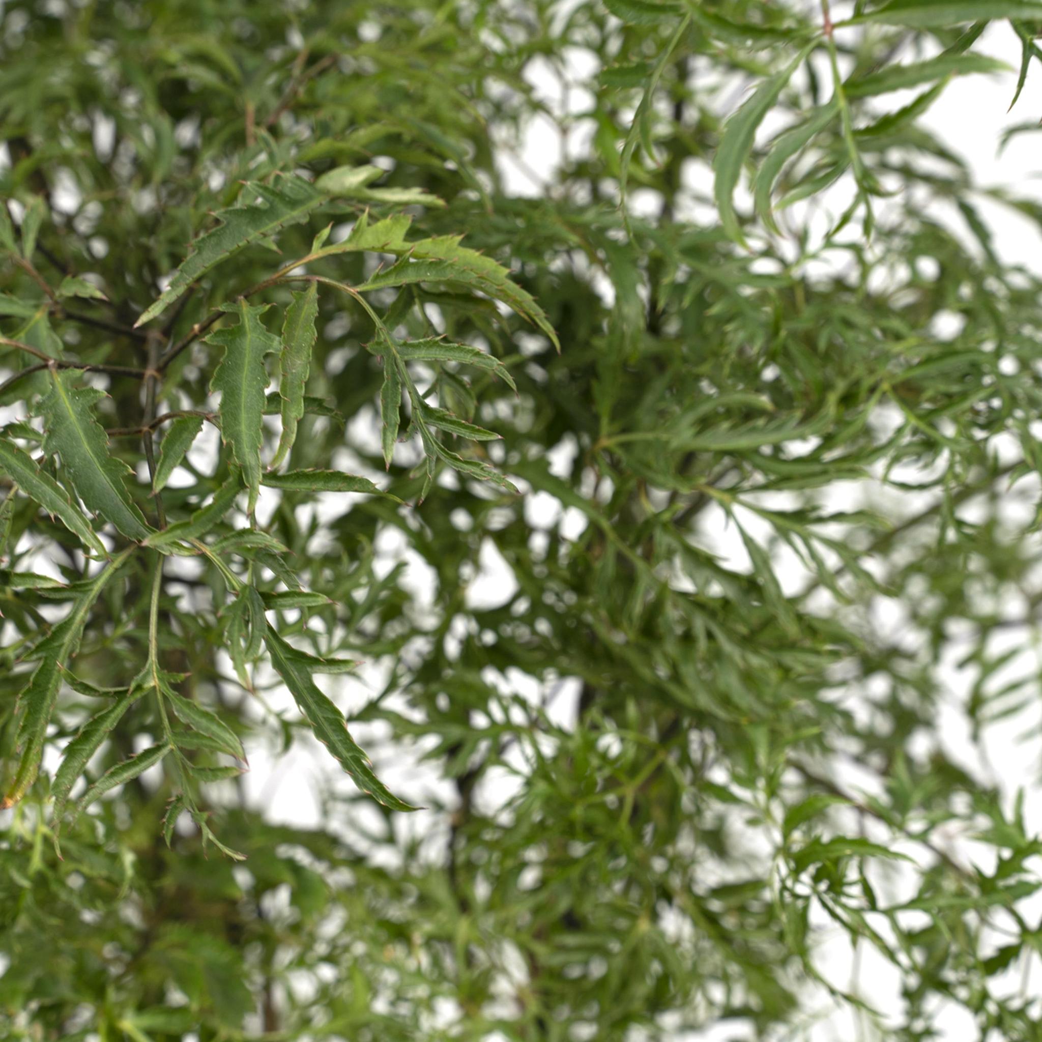 Polyscias Fruticosa (Aralia) - Ø21cm - ↕75cm