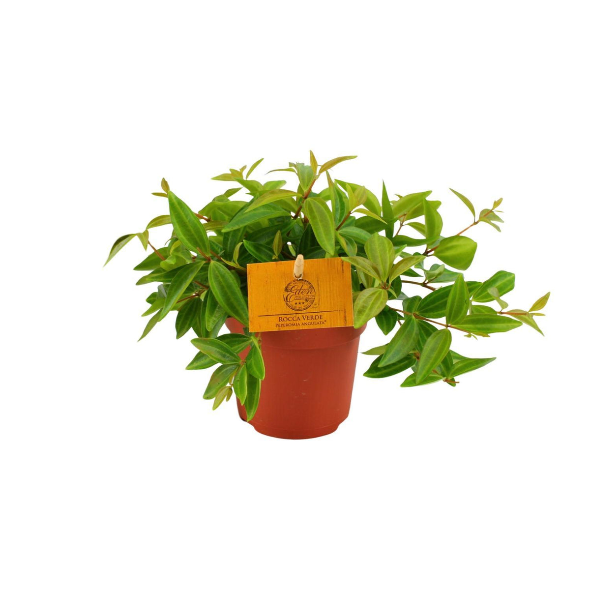 Peperomia Ang. Rocca Vivace - Ø11cm - ↕15cm