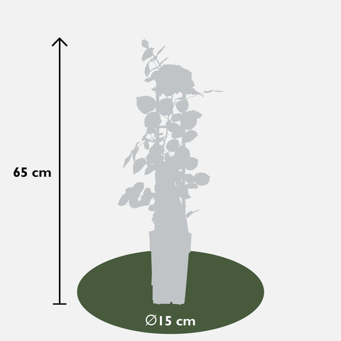 3x - Rosa mix - ↨65cm - Ø15