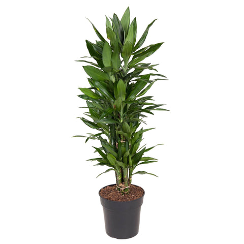 Dracaena Janet Lind verzweigt - 110 cm - ø27