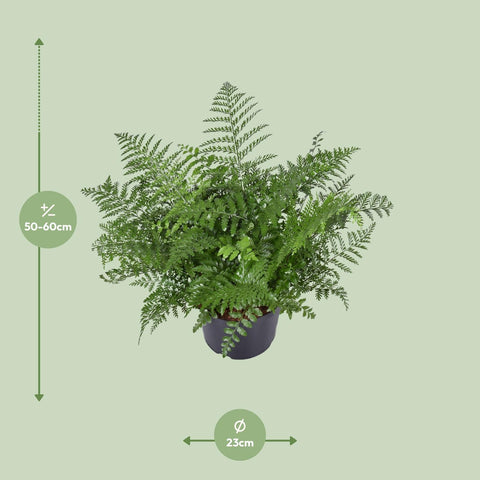 Asplenium Parvati - Ø23cm - ↕55cm