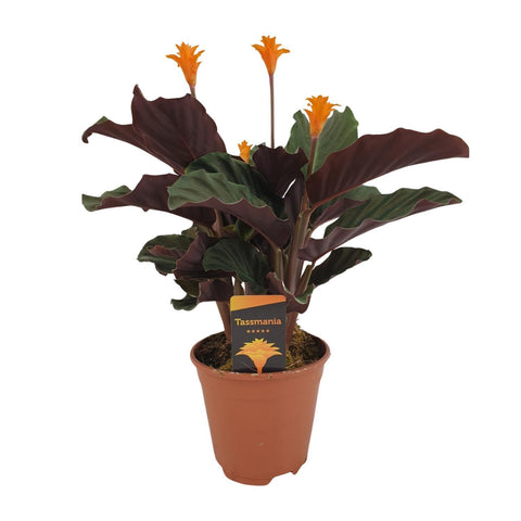 Calathea Crocata - Ø14cm - ↕40cm