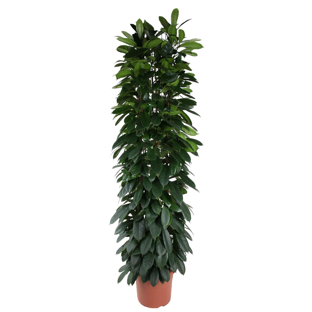 Ficus Cyatistipula Säule - 220 cm - ø40