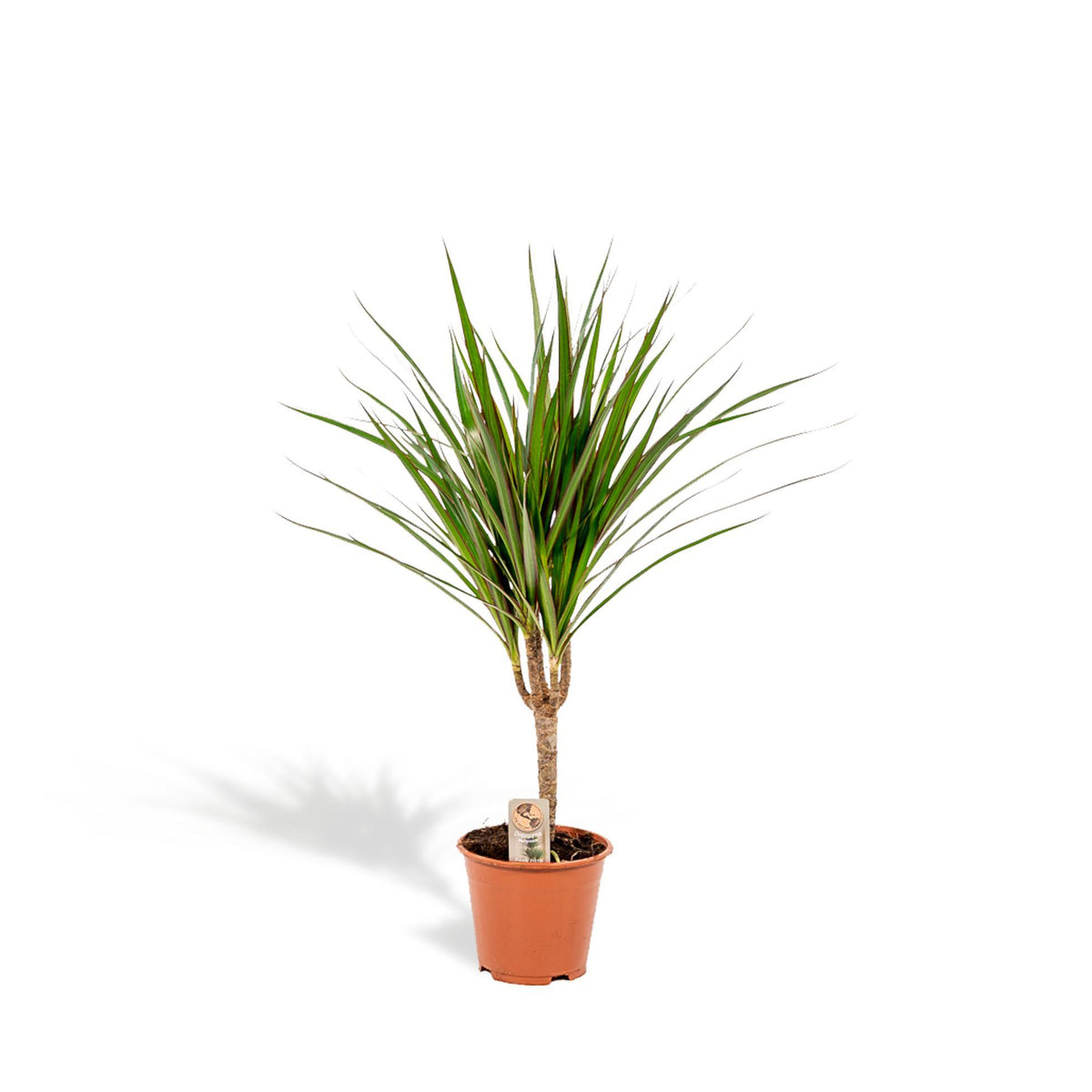 Dracaena Marginata - Ø14cm - ↕60cm