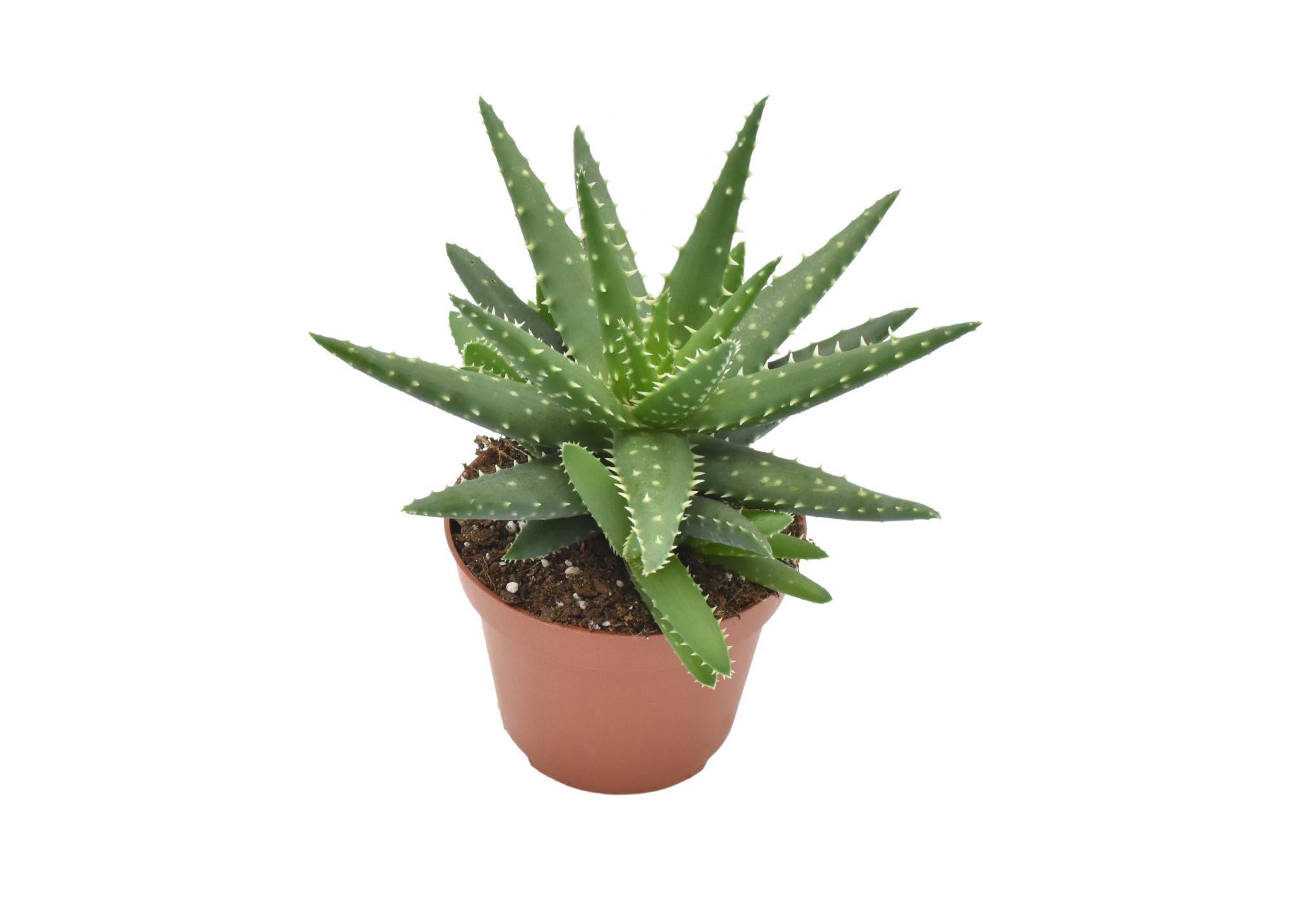 Aloe Kerio - Ø10,5 ↕15