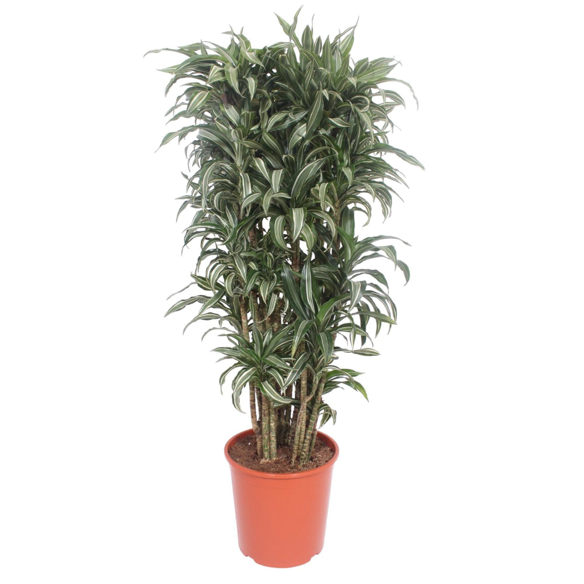 Dracaena Warneckei compacta - 140 cm - ø30