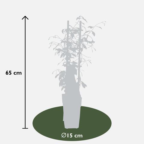 2x - Trachelospermum 'Star of Venice' - ↨65cm - Ø15