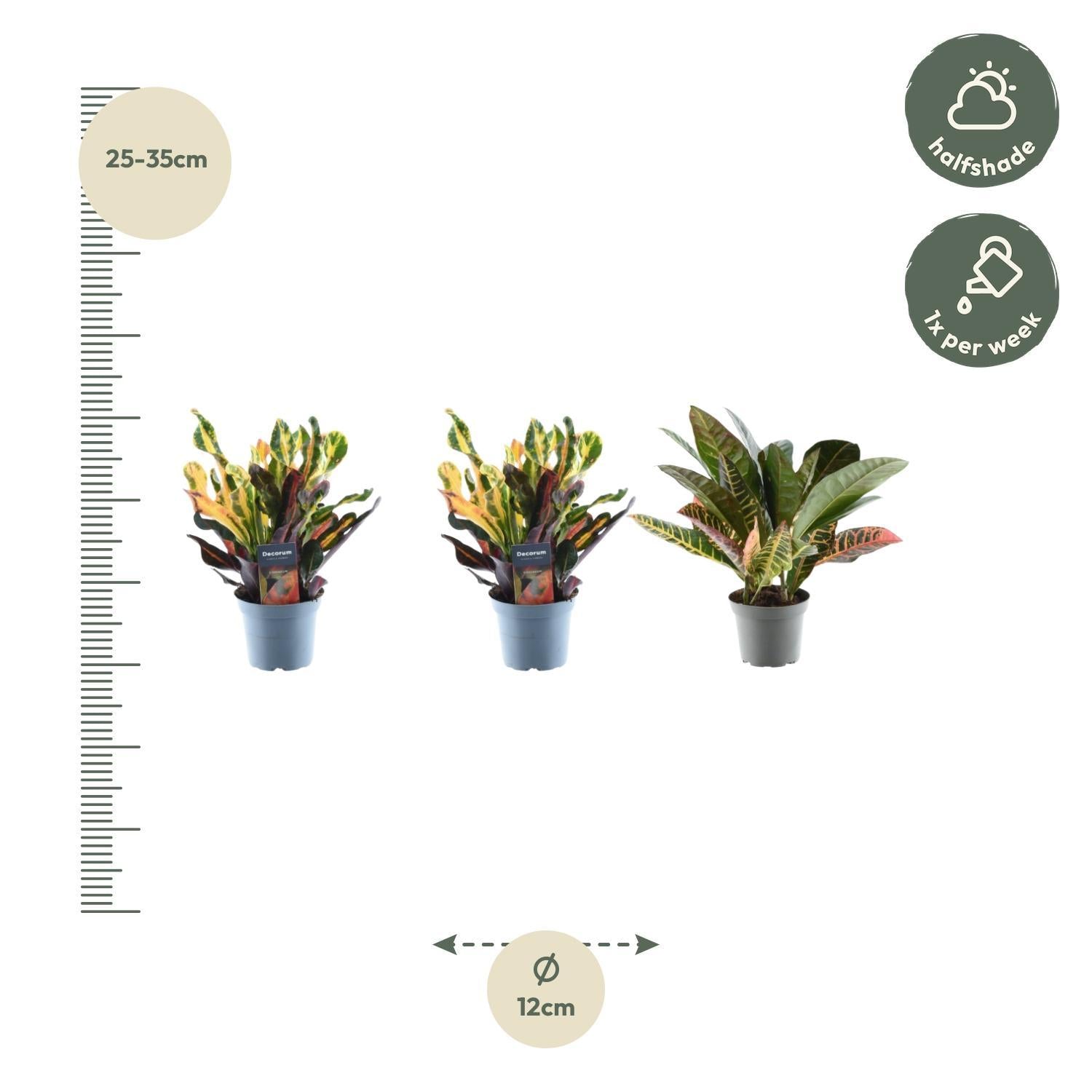 3x Croton Codiaeum Mischung - 30 cm - ø12