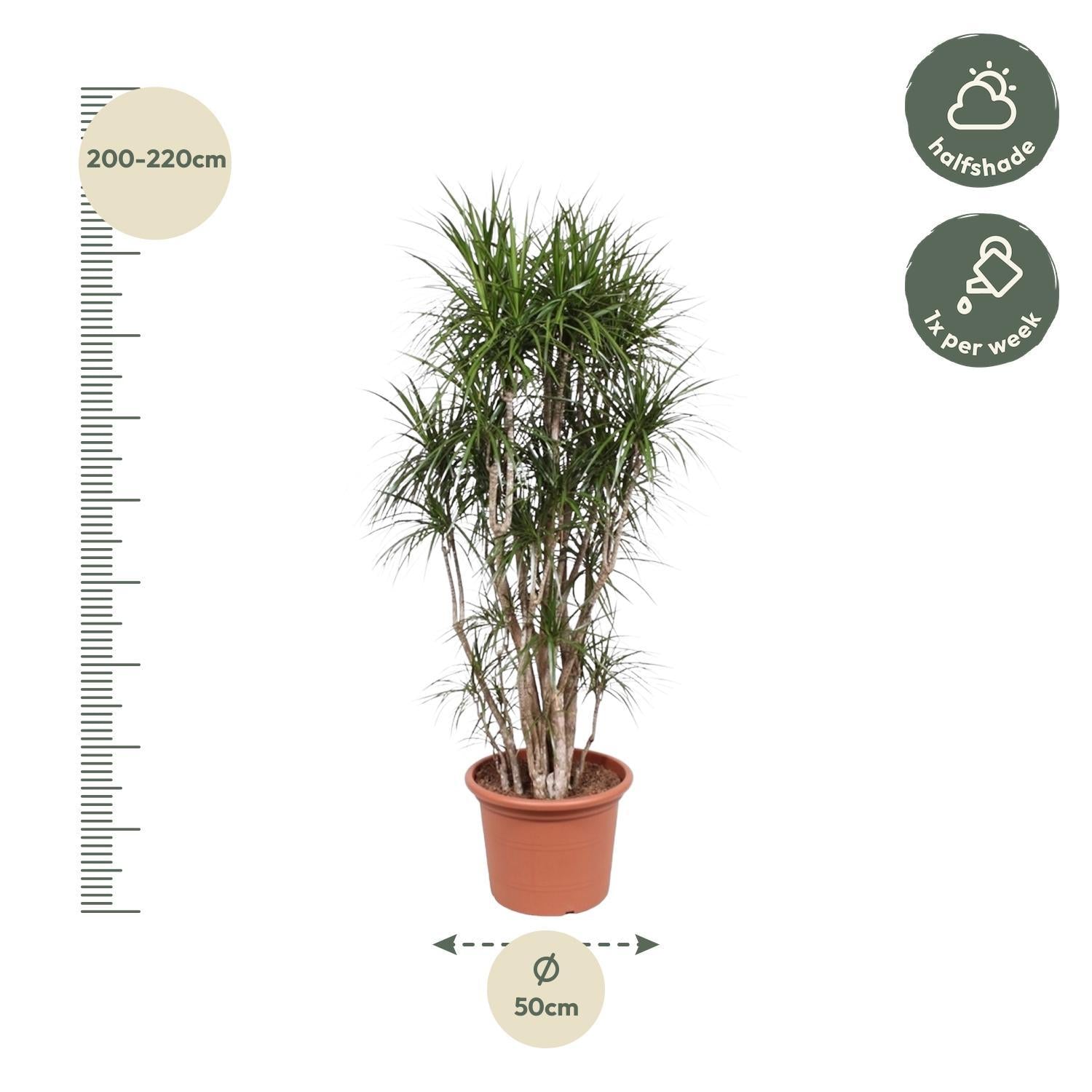 Dracaena Marginata verzweigt - 210 cm - ø50