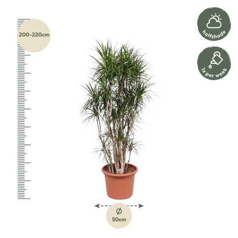 Dracaena Marginata verzweigt - 210 cm - ø50