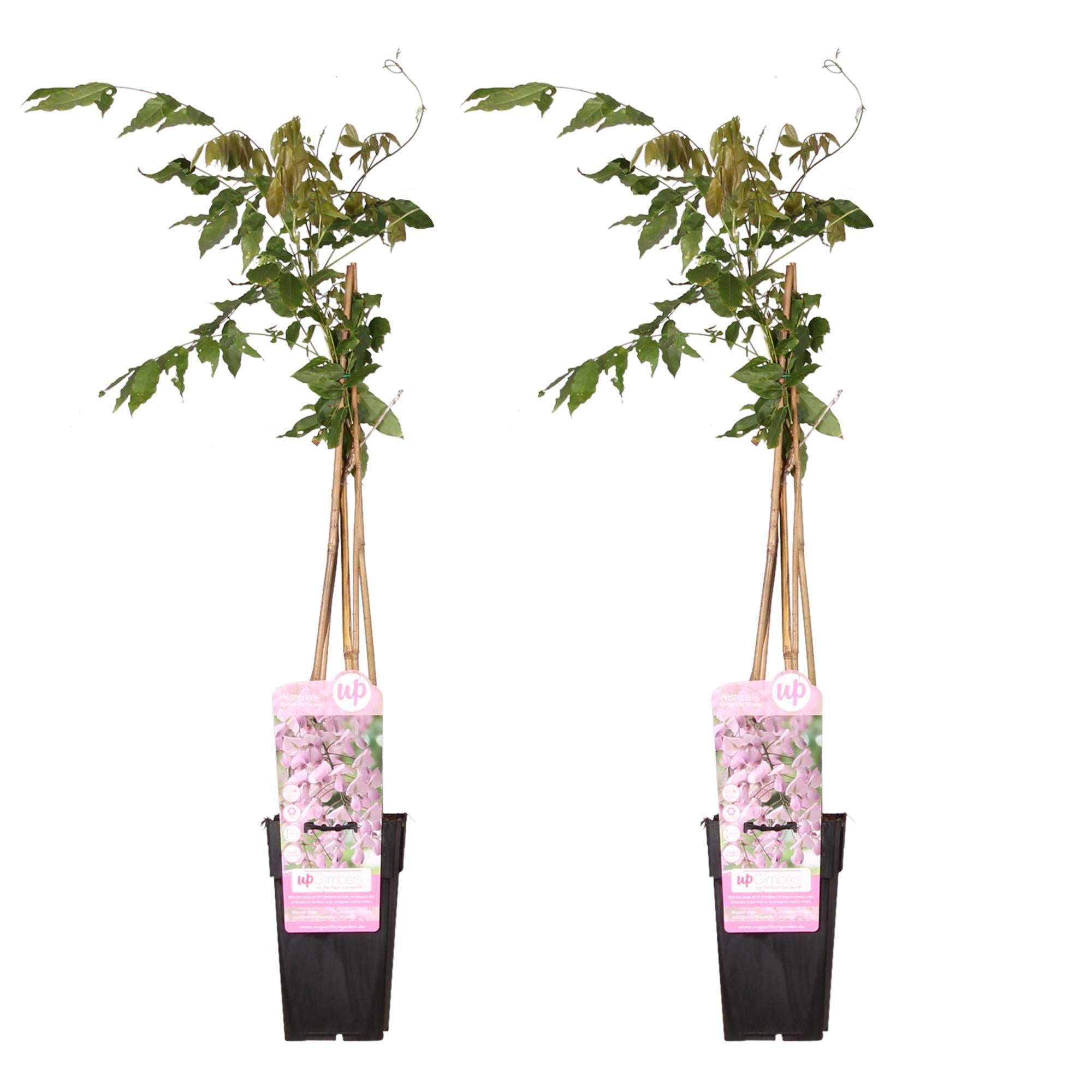 2x - Wisteria floribunda 'Rosea' - ↨65cm - Ø15