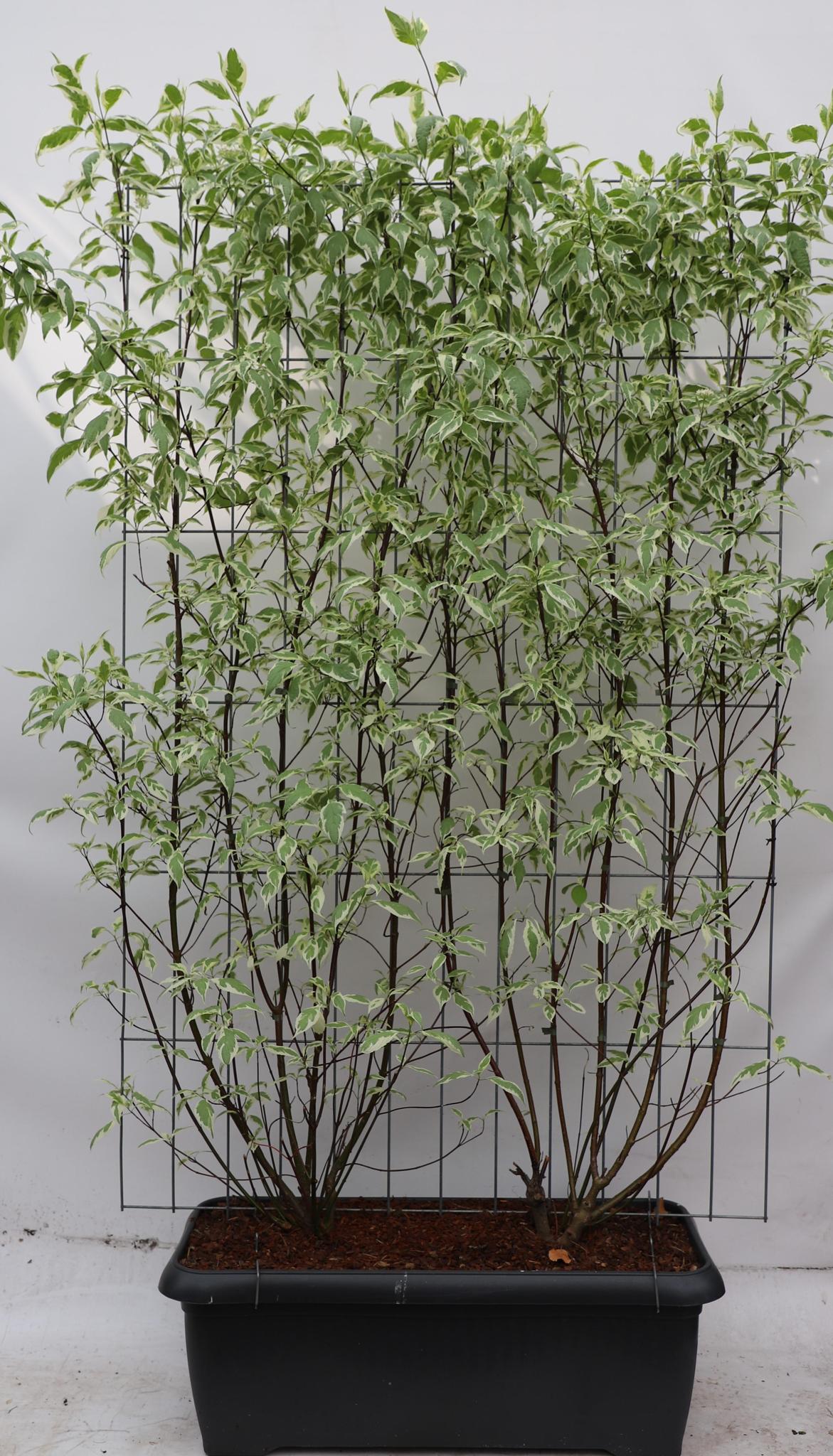 Cornus Alba 'Elegantissima' - ↨180cm - 1 Stück