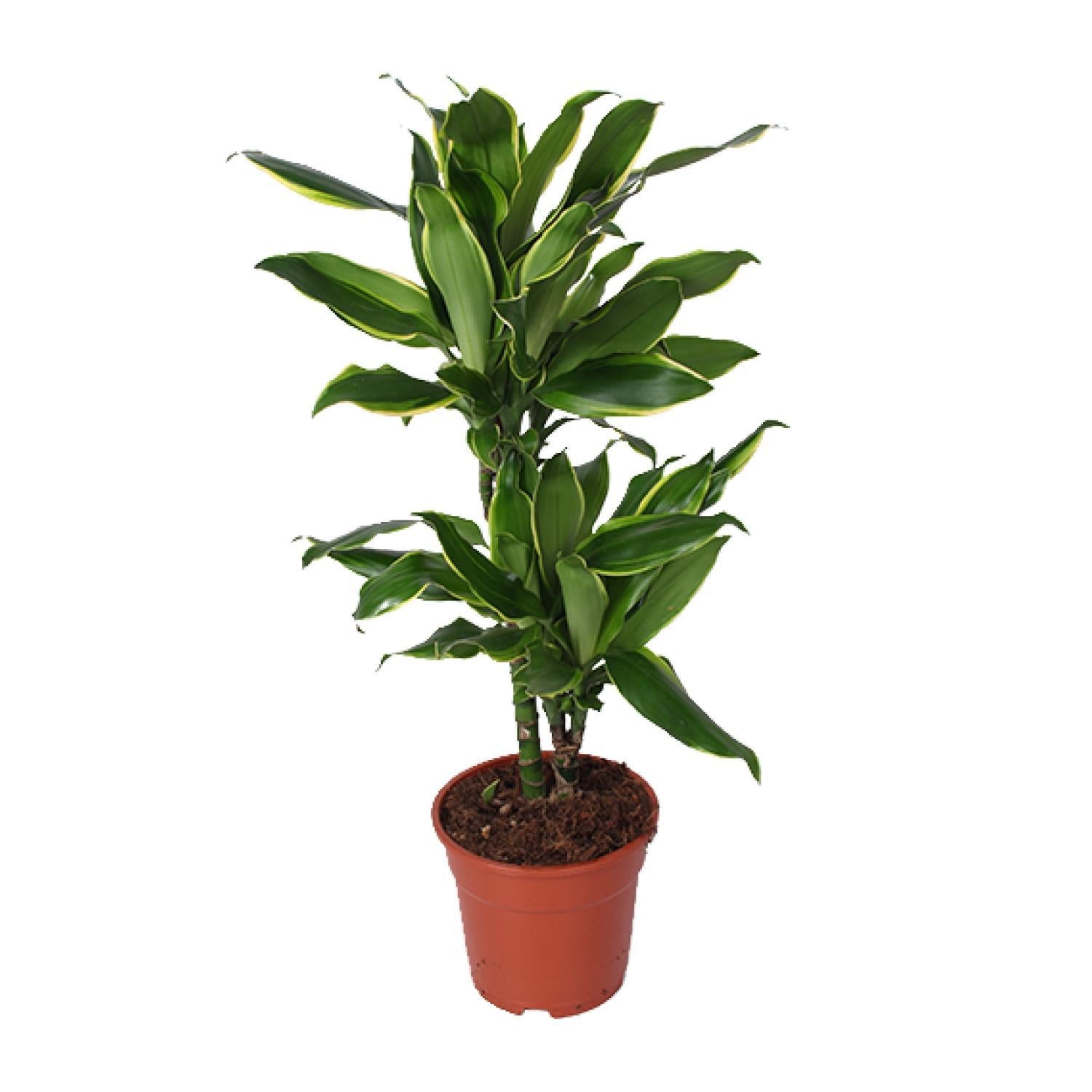 Dracaena Golden Coast - Ø17cm - ↕70cm