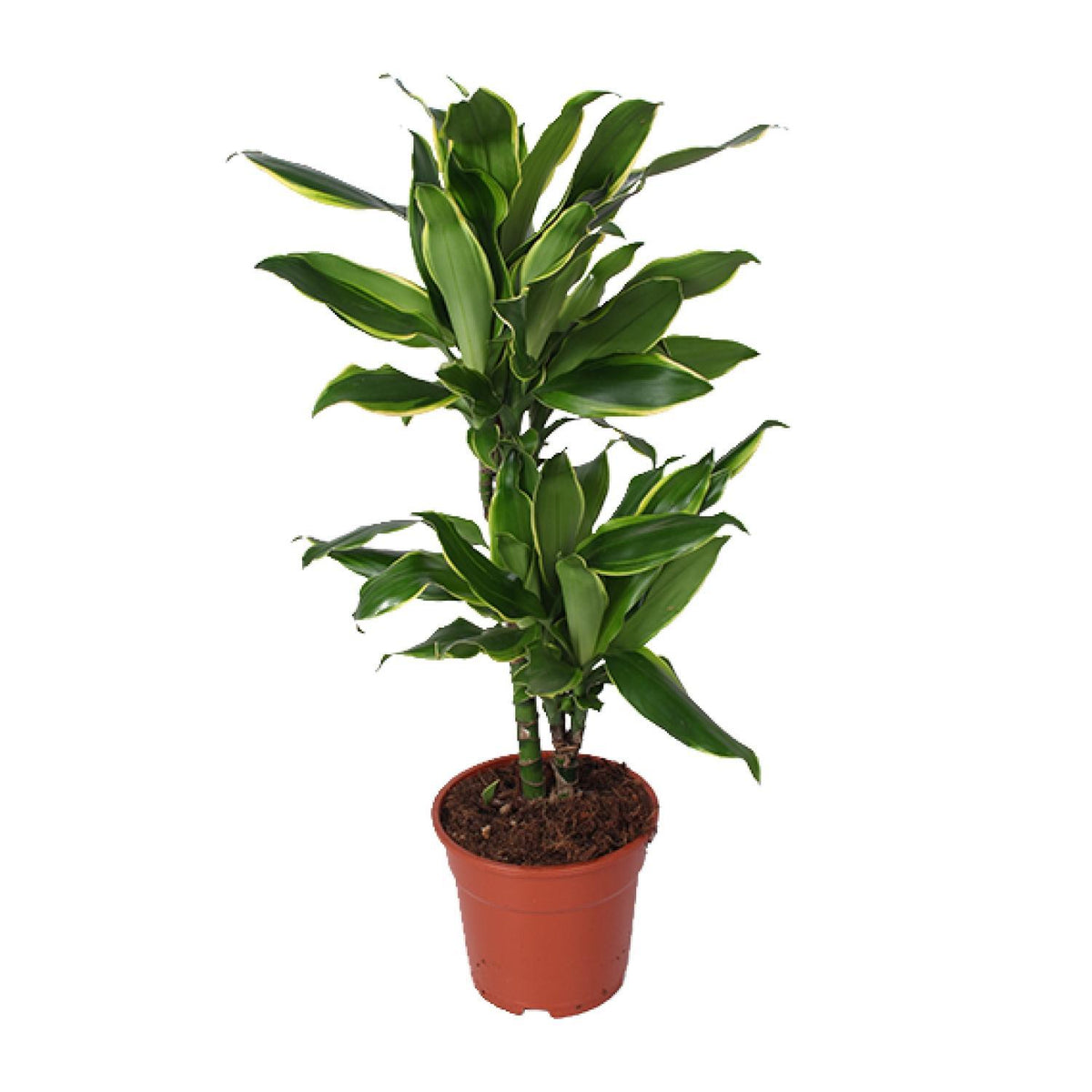 Dracaena Golden Coast - Ø17cm - ↕70cm