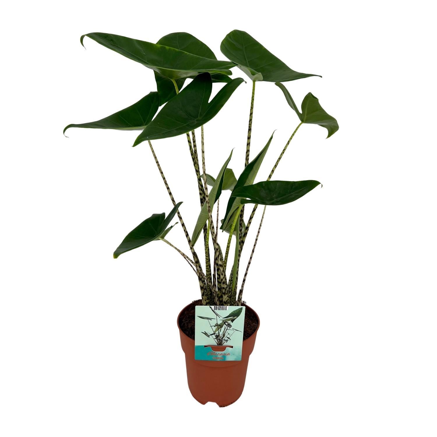 Alocasia Zebrina Ø19cm - ↕75cm