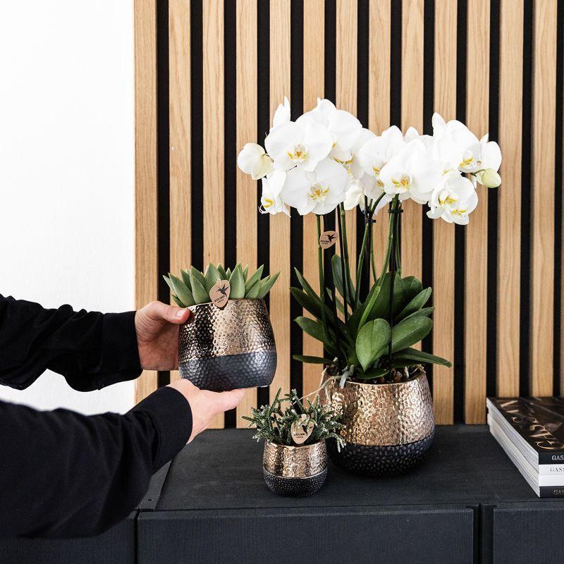 Kolibri Company | Komplettes Pflanzenset Home Hub | Grünpflanzen mit weißer Phalaenopsis-Orchidee inkl. schwarzen Keramik-Ziertöpfen und Zubehör