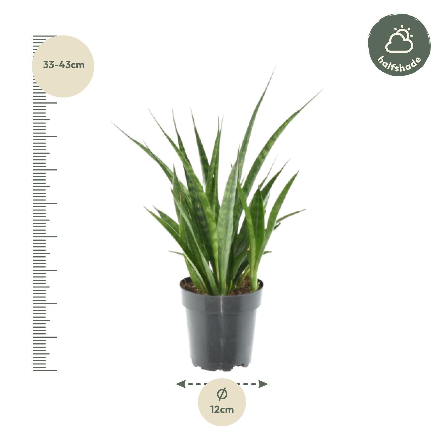 3x Sansevieria Kirkii - 38 cm - ø12