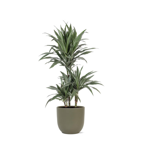 Dracaena Warneckii Ø21cm - ↕65cm in Boule Olive Topf