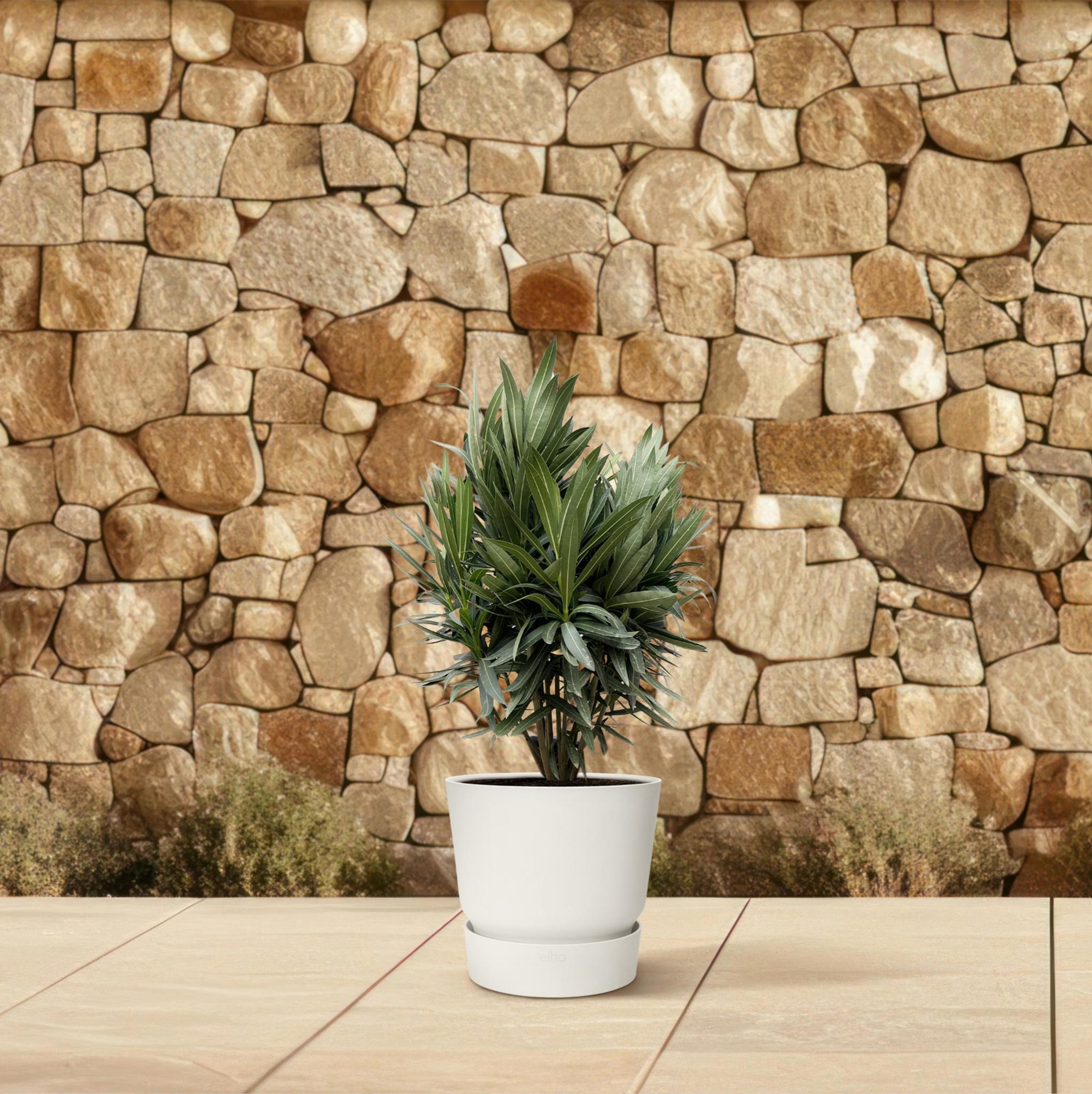 Nerium Oleander Strauch mit roten Blumen - 90cm- Ø22
