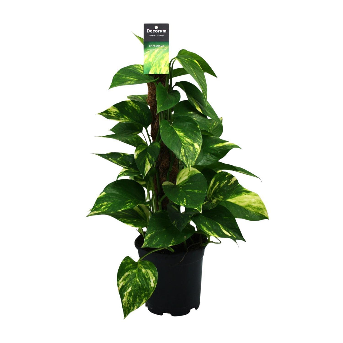 Scindapsus (Epipremnum) - Ø15cm - ↕50cm