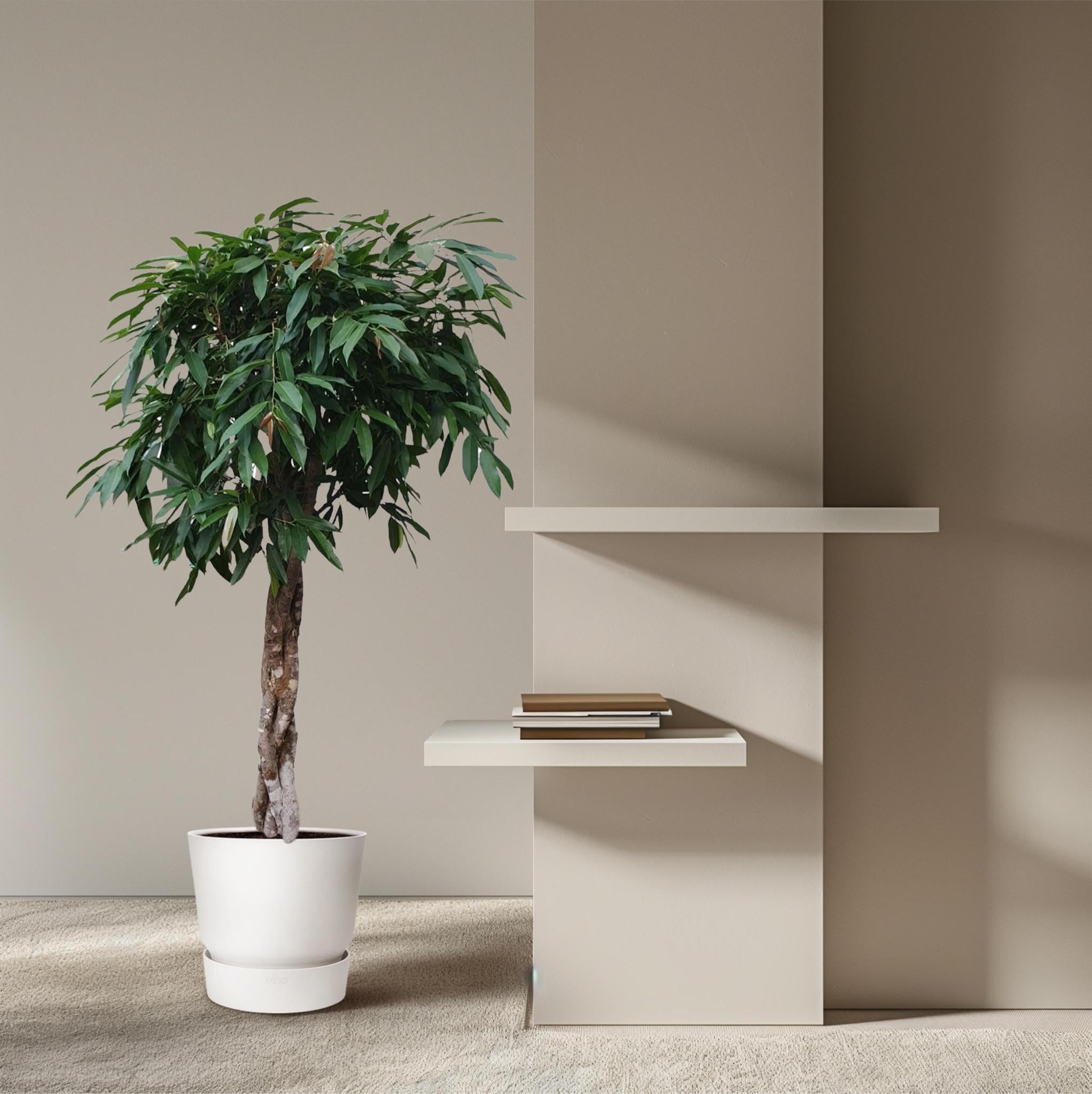 Ficus Amstel King mit geflochtenem Stamm - 190 cm - ø45