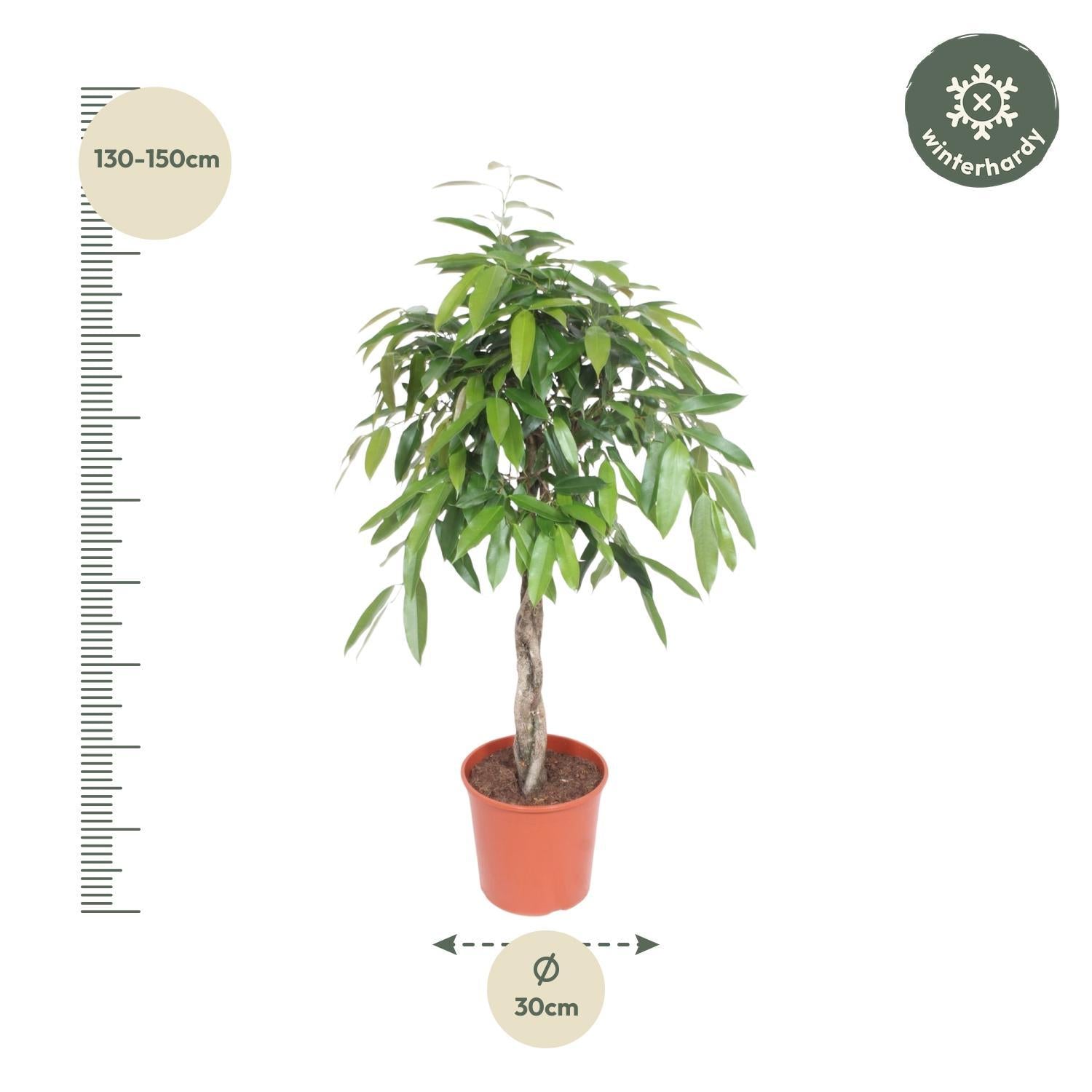 Ficus Amstel King mit geflochtenem Stamm - 140 cm - ø30