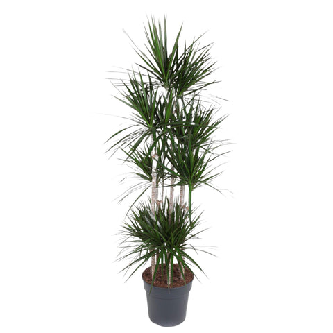 Dracaena Marginata Carrousel - 190 cm - ø34