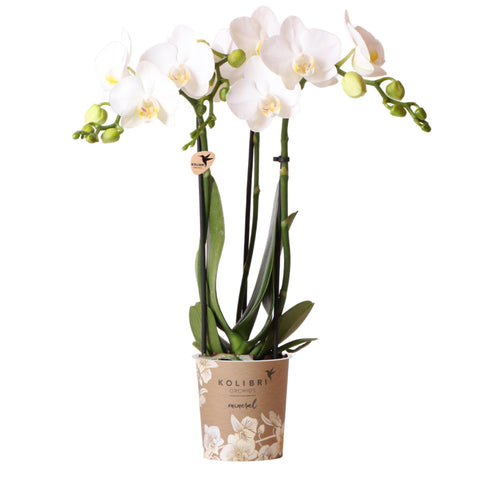 Kolibri Orchids | weiße Phalaenopsis-Orchidee - Amabilis - Topfgröße Ø9cm | blühende Zimmerpflanze