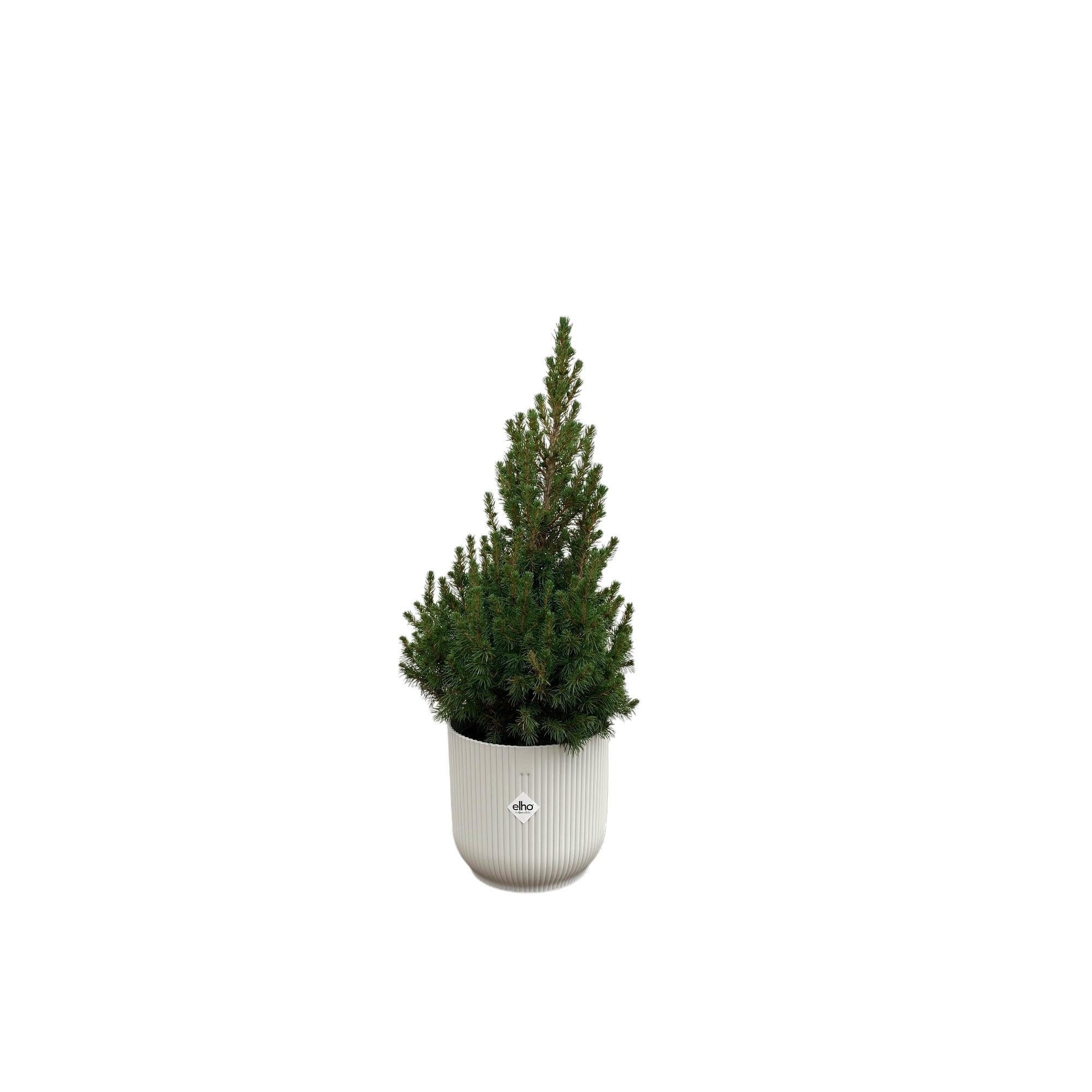 Kombi-Angebot - Picea Glauca (Weihnachtsbäumchen) inkl. elho Vibes Fold Rund Weiß Ø22 - 60 cm
